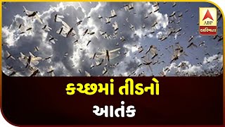 Locust Attack In Kutch | ABP Asmita