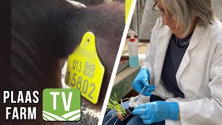 Volledige identifikasie van diere / Werksgeleenthede in landbouwetenskap: Farm TV - 27 Augustus 2021