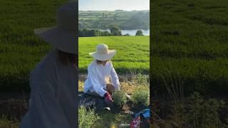 Lavender hedge loading! #garden #lavender #gardening #gardeninspiration #shortsviral