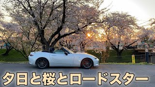 【ND ROADSTER(MX-5)】春のオープンドライブ！夕日と桜とロードスター ！Spring open drive! Sunset, cherry blossoms and roadster!