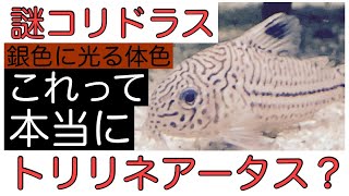 【謎】コリドラス・トリリネアータス？ジュリー？銀色に光る体色