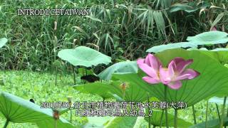 20110706_台北市植物園荷花池水芙蓉(大萍)白腹秧雞母鳥及幼鳥_2