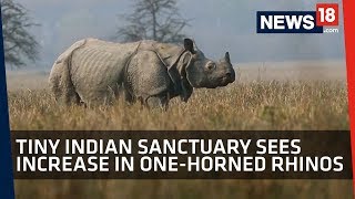 One-Horned Rhino | Assam Sanctuary Records Increase in Numbers of the Rhinoceros Species