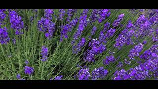 Lavender Capital of America  | Cinematic 4K UltraHD