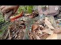 కూరగాయల వేస్ట్ తో కంపోస్ట్compost for leafy vegetable kitchen waste compost how to easy compost