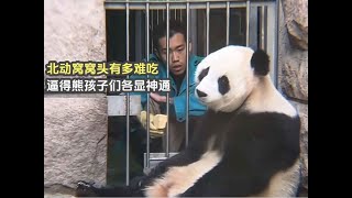 menglan 丫丫 yaya panda 北动窝窝头有多难吃,大熊猫萌兰被逼得找嘴替，小白天被逼成影帝