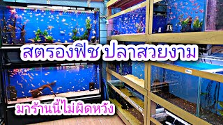 ร้านขายปลาสวยงามที่เคยออกทีวี @ตลาดปลาจตุจักร #NCO544