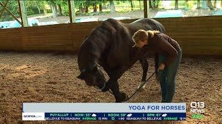 Yoga for horses