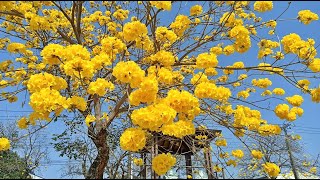 嘉義軍輝橋畔黃金風鈴木花開又一年