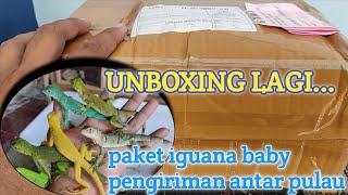 MUSIM BABY IGUANA || WAKTUNYA BORONG IGUANA BABY