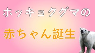 【ズーラシア公式】ホッキョクグマの赤ちゃん誕生！