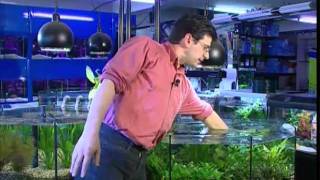 Video aquariums 3/4 EQUIPMENT - How Set up and maintain the aquarium freshwater and marine