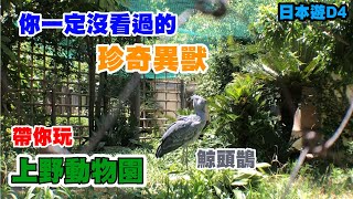 【日本遊VLOG】EP6 沒去過上野動物園？我帶你玩！！ (在日本的那個MOMENT第四天上集)