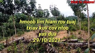 hmoob lim hiam rov tuaj txiav kuv cov ntoo yas dua.garden. 29/10/2021.