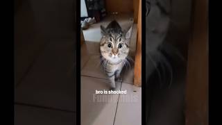 😂funny animal videos that i found for you #13😂#shorts #funnyanimals #funnycats #funnydogs #cutepets