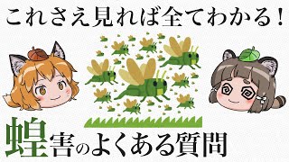 蝗害のよくある質問8選｜バッタはなぜ大量発生するのか？