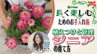 🌸21:ジニアの育て方　長く楽しむための植えつけと管理