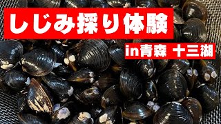 【青森県十三湖】子供とシジミ採り体験ができます！