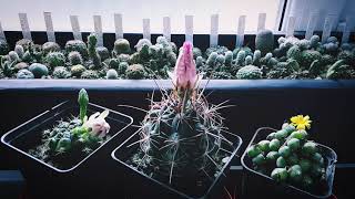 Thelocactus bicolor blooming timelapse