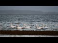 tundra swans cygnus columbianus