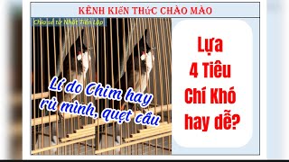 Lựa chọn chim 4 tiêu chí khó thế nào? Lí do chim hay rủ mình và quẹt cầu!