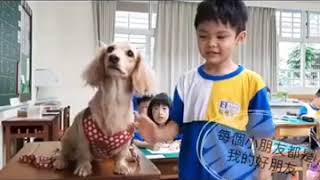 板橋國小校犬小安