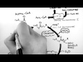 cellular respiration 4 beta oxidation