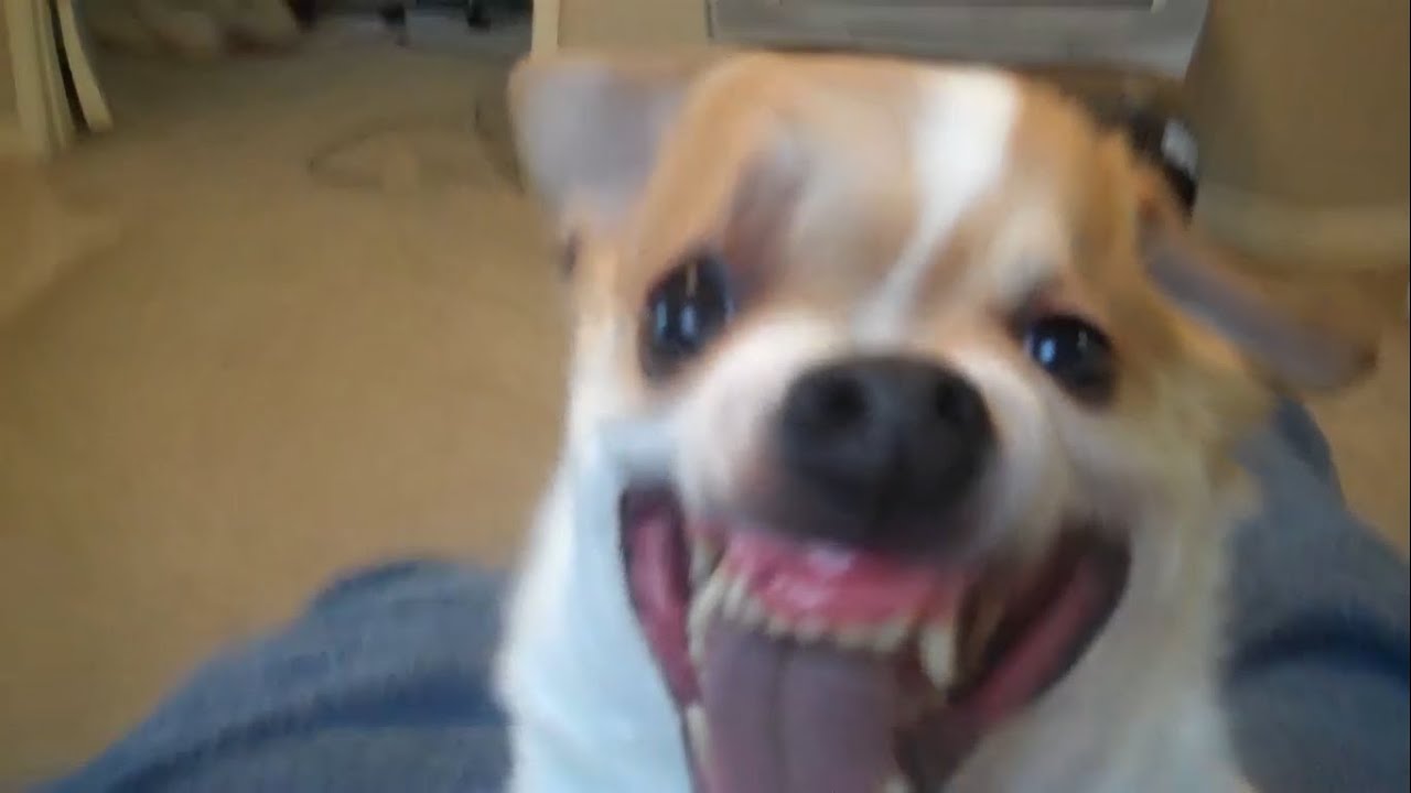 Angry Dog Meme Youtube