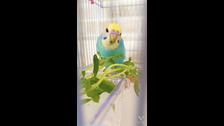 生まれて初めて豆苗を食べたインコの雛 【ベタ慣れセキセイインコ】生後2ヶ月 レインボー プーちゃん Budgerigar