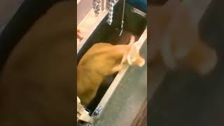 Her last moments inside of a slaughterhouse. She tries to escape but have nowher