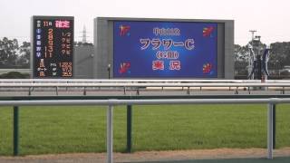 ２０１３年　フラワーカップ　ファンファーレ　in　中京競馬場