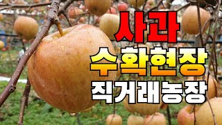 사과수확현장/사과직거래농장/사과농장주가 말하는 맛있는 사과 고르는법