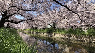 4K.「日本さくら名所100選」岩倉市 五条川の桜、The cherry blossoms are in full bloom.(04.Apr.2022)