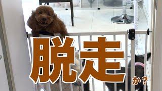 【脱走犬】どうしても出たいトイプードルのケビン君！