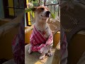 Happy Bihu #bihu #assamese #ketalaman #dog