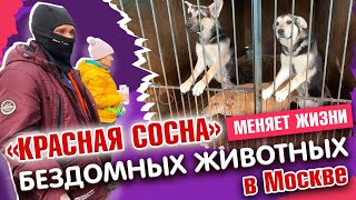 Приют для животных Красная Сосна: Найди своего пушистого друга!