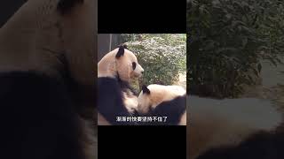 母爱真的很伟大，爱宝是一位称职的母亲#来这吸熊猫#熊猫爱宝