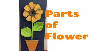 Science Project: Parts of Flower ll Craft ll Science Project for Kindergarton Class ll science day