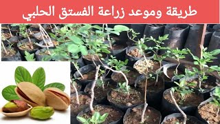 طريقة زراعة شجرة الفستق الحلبي