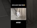 얼굴만 빼꼼😻 귀여운 고양이