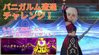 【ドラクエ10】遭遇チャレンジしながらパニガルム周回します！【初見歓迎】