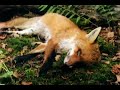 decomposing fox