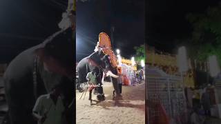 maradi sree ayyappan elephant video all elephants fans please subscribe #aanapremi