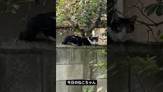 北千住の野良猫 Stray cats in Kitasenju, Tokyo  东京北千住的流浪猫 #stray #straycats #北千住 #野良猫 #流浪猫 #猫 #cats