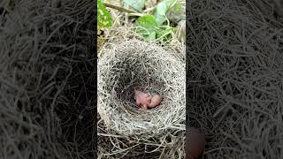 Beautiful bird baby (P 1) #shorts #yotubeshorts #shortsfeed #short