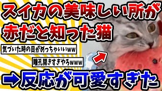 【2ch動物スレ】ネコがスイカの赤い所が美味しいと気付いた→そのときの反応が可愛すぎた件