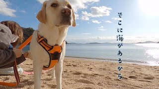 そこに海があるから....反省するラブラドールが可愛い