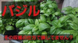 バジルの収穫方法　何十倍も収穫量に差が出ますよ　めっちゃ簡単です