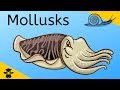 Mollusca | Gastropods-Bivalves-Cephlapods |