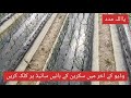 how to get onion production over 500 mound per acker پیاز کی پانچ سو من سے زائد پیداوار